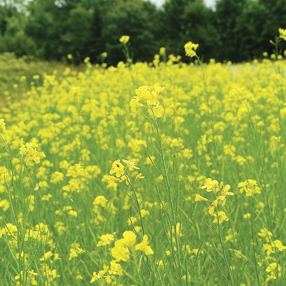Pacific Gold Mustard Seeds by Mighty Mustard - 1 Lb - Non-GMO, Open Pollinated Farm & Garden Cover Crop Seeds