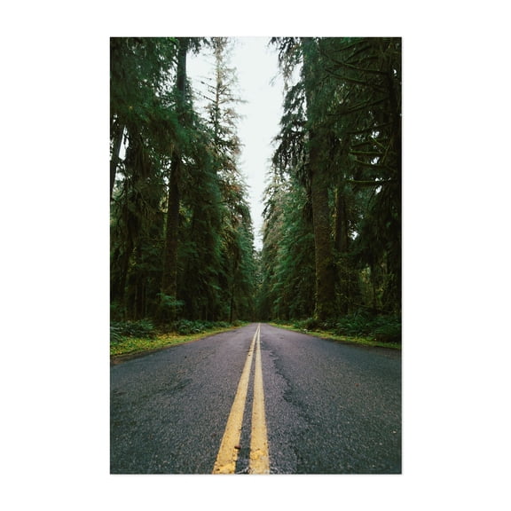 Pacific Northwest Rainforest Drive - Washington Photography Forest Nature Woodland Scenic Landscape Wilderness Countryside Unframed Wall Art Print 12 x 18 inches