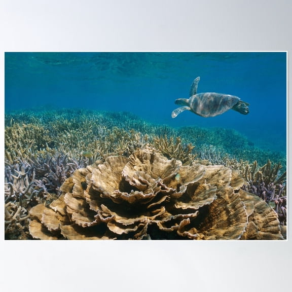 Pacific Ocean Underwater Reef Turtle And Coral Poster Wall Art, Modern Wall Decor For Living Room Bedroom, 24x36 UNFRAMED