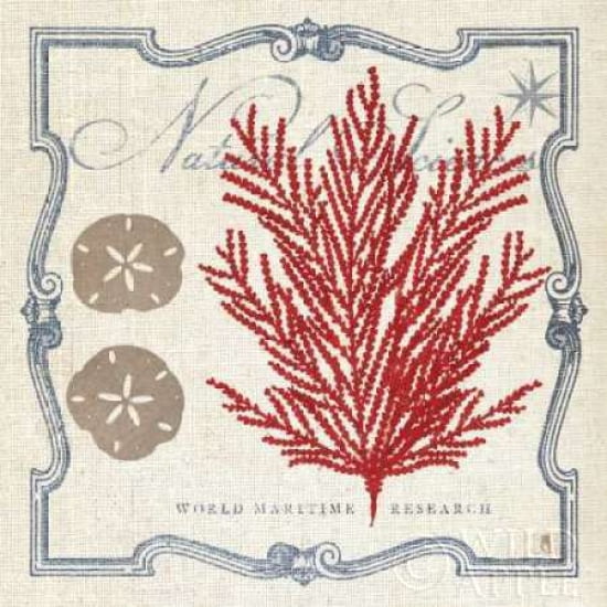 Pacific Sea Fern Canvas Art - Studio Mousseau (24 x 24)