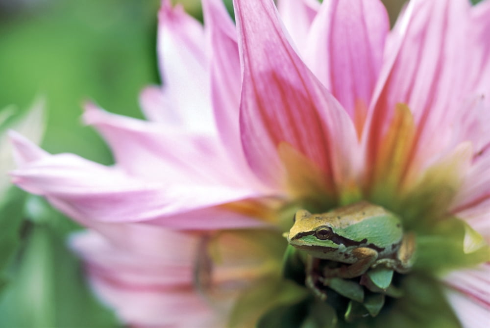 Pacific Tree Frog In A Dahlia Flower British Columbia Canvas Art - David Nunuk Design Pics (34 x 22)