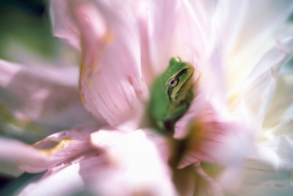 Pacific Tree Frog In A Dahlia Flower British Columbia Canvas Art - David Nunuk Design Pics (34 x 22)