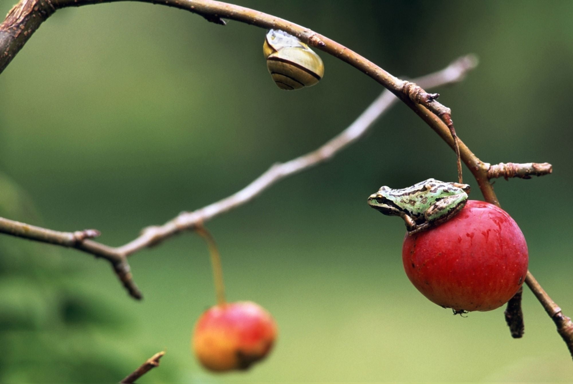 Pacific Tree Frog On A Crab Apple British Columbia Canvas Art - David Nunuk Design Pics (17 x 11)