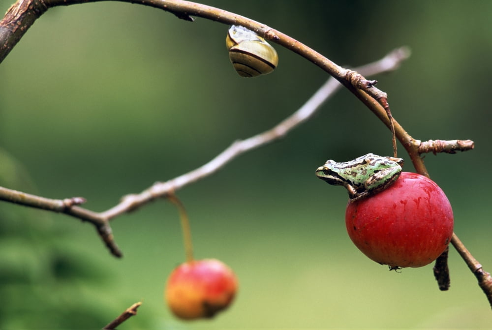 Pacific Tree Frog On A Crab Apple British Columbia Canvas Art - David Nunuk Design Pics (34 x 22)