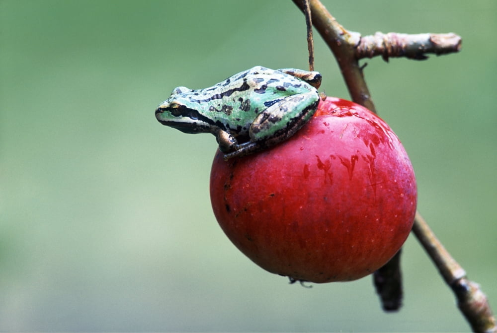 Pacific Tree Frog On A Crab Apple British Columbia Canvas Art - David Nunuk Design Pics (34 x 22)