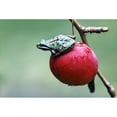 thumbnail image 1 of Pacific Tree Frog On A Crab Apple, British Columbia Poster Print (17 x 11), 1 of 3
