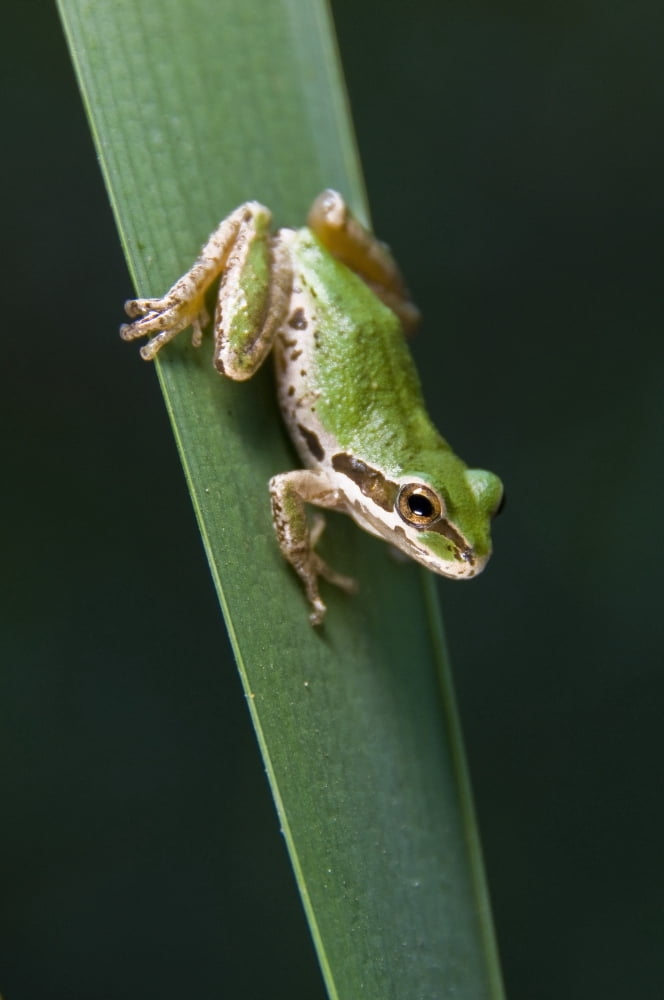 Pacific Tree Frog (Pseudacris Regilla) Sitting On A Reed Canvas Art - Jack Goldfarb Design Pics (24 x 36)