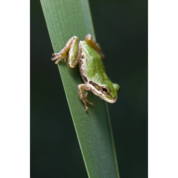 Pacific Tree Frog (Pseudacris Regilla) Sitting On A Reed Canvas Art - Jack Goldfarb Design Pics (24 x 36)