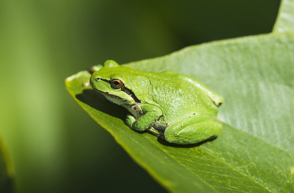 A Pacific Tree Frog (Pseudacris regilla) rests on a Wapato Leaf Astoria Oregon United States of America Canvas Art - Robert L Potts Design Pics (38 x 24)