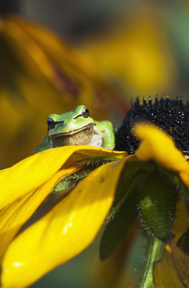 A Pacific Treefrog looks for flies on Black-eyed Susan blossoms Astoria Oregon United States of America Canvas Art - Robert L Potts Design Pics (12 x 19)