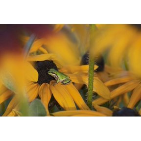 A Pacific Treefrog looks for flies on Black-eyed Susan blossoms Astoria Oregon United States of America Canvas Art - Robert L Potts Design Pics (19 x 12)