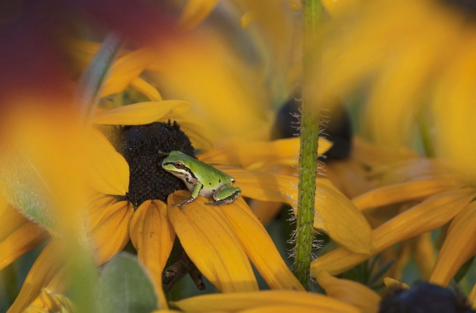 A Pacific Treefrog looks for flies on Black-eyed Susan blossoms Astoria Oregon United States of America Canvas Art - Robert L Potts Design Pics (38 x 24)
