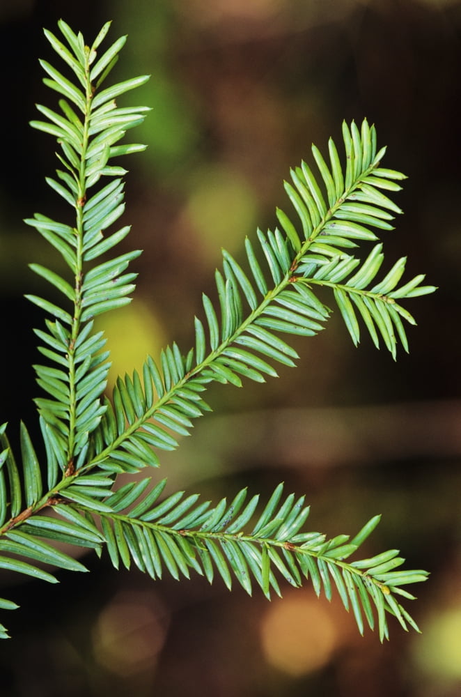 Pacific Yew Tree Leaves (Taxus Brevifolia) Source Of Cancer Fighting Drug Taxol Canvas Art - Greg Vaughn Design Pics (11 x 17)