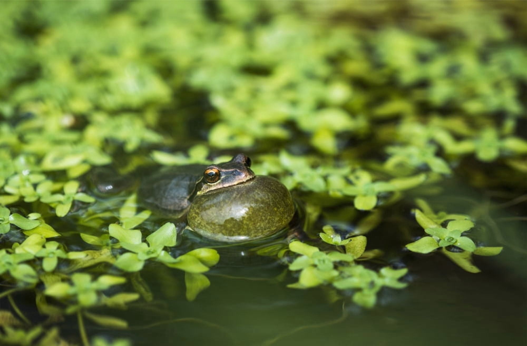 Pacific tree frog (Pseudacris regilla) calls in a pond Astoria Oregon United States of America Canvas Art - Robert L Potts Design Pics (19 x 12)