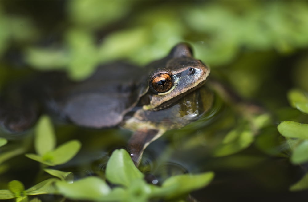 Pacific tree frog (Pseudacris regilla) in a pond Astoria Oregon United States of America Canvas Art - Robert L Potts Design Pics (19 x 12)
