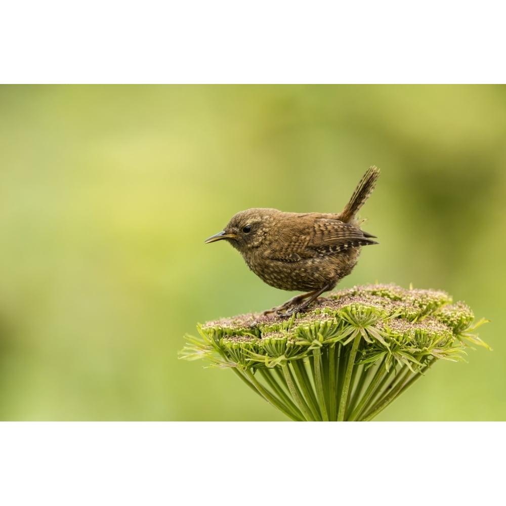 Pacific wren perched on wild celery on St. Paul Island in Southwest ...