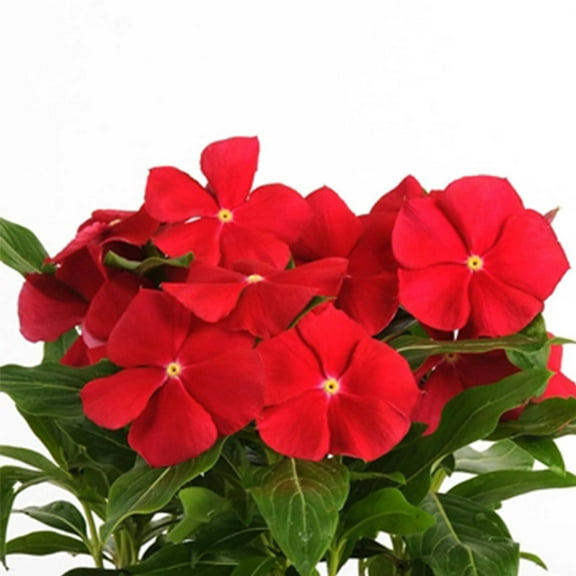 Pacifica XP Vinca Really Red ~500 Seeds – Heat & Humidity Tolerant Annual—Compact 10–12" Mound – 2" Blooms – Indoor/Outdoor – Butterfly Friendly, Deer Resistant – Mixed Colors