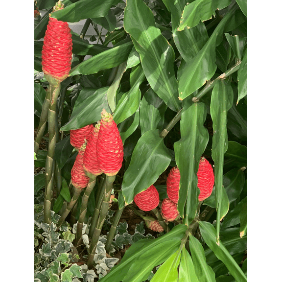 Pack 10 Ginger Shampoo Live Rhizomes, Pinecone Ginger Awapuhi Shampoo Ginger Roots for Planting, Zingiber Zerumbet Well Rooted