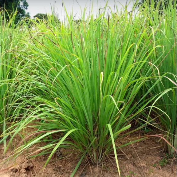 Pack 10 Lemongrass Plants Well Rooteds Lemon Grass Herbs Cymbopogon Citratus Plugs 4-7"Tall
