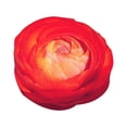 thumbnail image 1 of Pack Of 10 Multi - Colored Ranunculus Bulbs With Yellow, Red And Other Shades, Double - Flowered Spring Bulbs - Produce 10 - 20 Long - Lasting Blooms With 2 - Double, 1 of 2