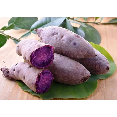 Pack 10 Purple Sweet Potato Slips, 3-5 Inch, Well Rooted Starter Plants for Outdoor Gardening