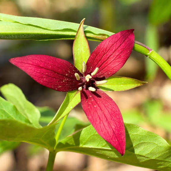 Pack 10 Red Trillium, Wood Lily Bulbs, Dormant Red Flowering Root, Trillium Erectum, Zones 4 to 8