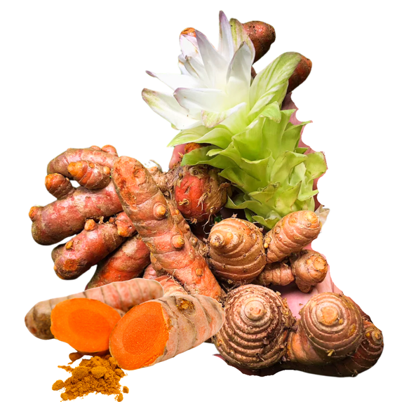 Pack 10 Turmeric Root, Fresh Yellow Turmeric Roots, Curcuma Longa Ginger Roots for Planting or Culinary, Suited for Zones 8 to 11