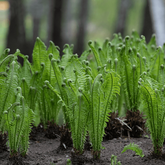 Pack 10 of Ostrich Ferns Rhizomes Live Roots, Dormant Matteuccia Struthiopteris Perennial Plants