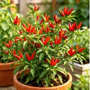 Pack 100+ Thailand birds Eye Chili Pepper Seeds for Planting, Hot Pepper Seed, Perennial Spicy Pepper in Vegetable Gardens