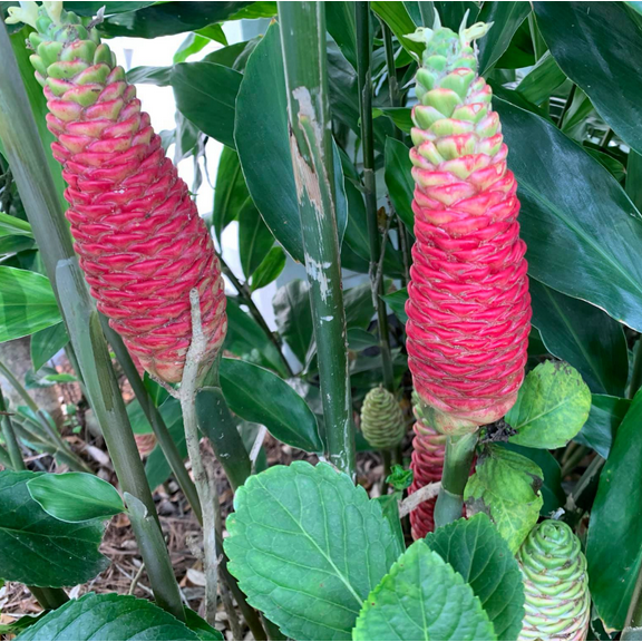 Pack 12 Ginger Shampoo Live Rhizomes, Pinecone Ginger Awapuhi Shampoo Ginger Roots for Planting, Zingiber Zerumbet Well Rooted