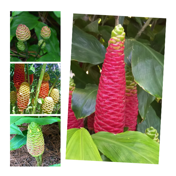 Pack 15 Ginger Shampoo Live Rhizomes, Pinecone Ginger Awapuhi Shampoo Ginger Roots for Planting, Zingiber Zerumbet Well Rooted