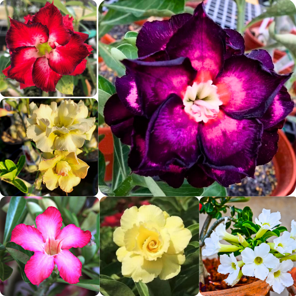 Pack 2 Adenium Desert Rose Plants Live, Mix Desert Rose Seedlings 4-7 Tall, Succulent Flowering Bush Live