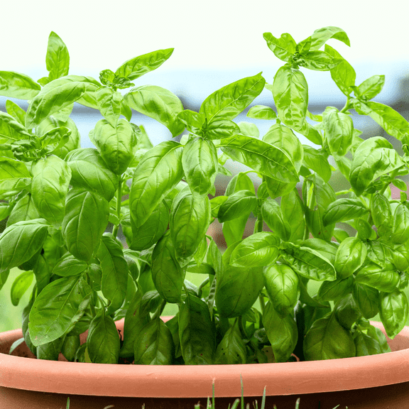 Pack 2 Basil Leaf Live Herb Plants, Warm Season Annual, Compact and Fragrant Herbs for Planting