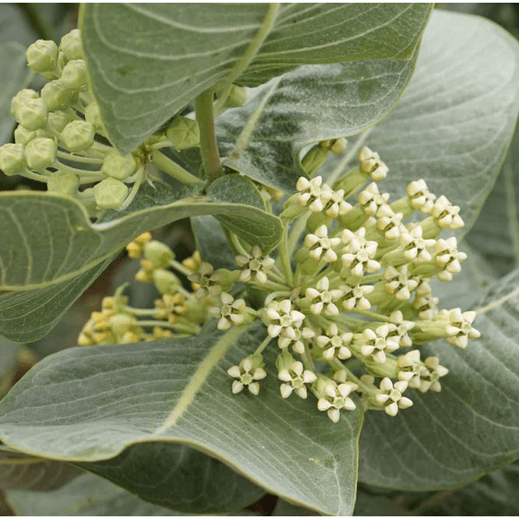 Pack 2 Broadleaf Milkweed Plants Asclepias latifolia Flower Live Plants Tropical Milkweed Plants 4-6 Inch Tall - Ship No Pot