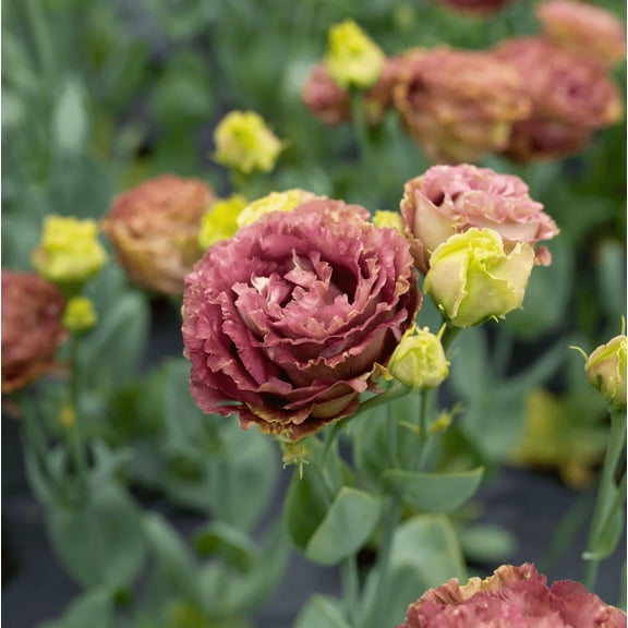 Pack 2 Brown Lisianthus Plants Live for Planting Lisianthus Thornless Roses Seedling, Eustoma Flower, Well-Rooted Starter Plugs, 2-4 Inch Tall