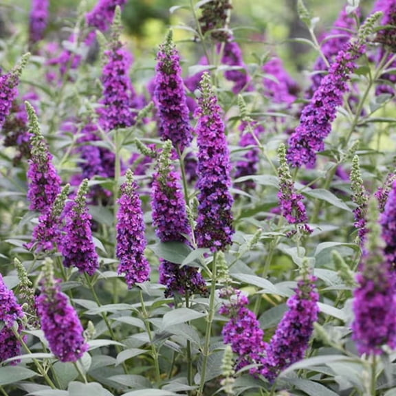 Pack 2 Butterfly Bushes Live Plant, Fragrant Buddleia Bush Shrub, 4 to 9 Inch Tall (Dark Purple Blooms)
