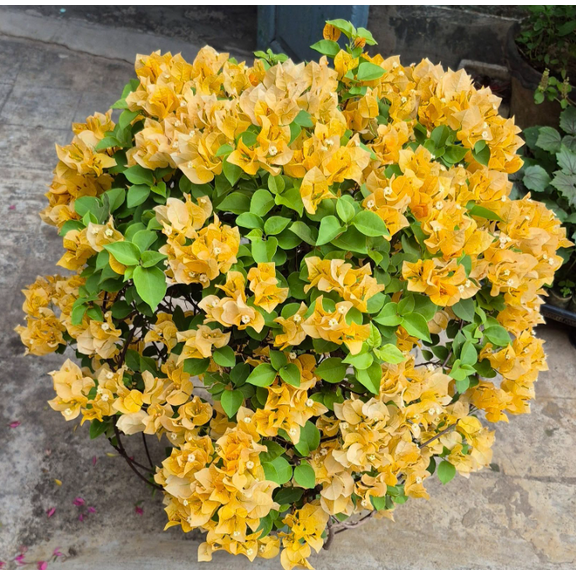 Pack 2 California Gold Bougainvillea Tree Live Plants Paperflower Yellow Bougainvillea Vine 4-6 Inch Tall