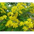 thumbnail image 1 of Pack 2 Cassia Bicapsularis Plants Butterfly Bush Winter Cassia Yellow Candlewood Plant 3-4 Inch Tall, 1 of 7