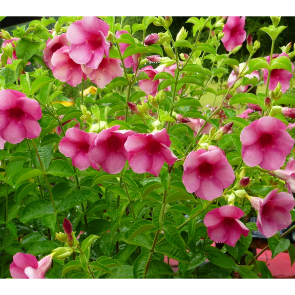 Pack of 2 Cherries Jubilee Allamanda Live Starter Plant for Planting, Rare Cherry Vine for Patio, Allamanda Violacea Vine Plant, 4-8 Inch Tall, No Ship Pot