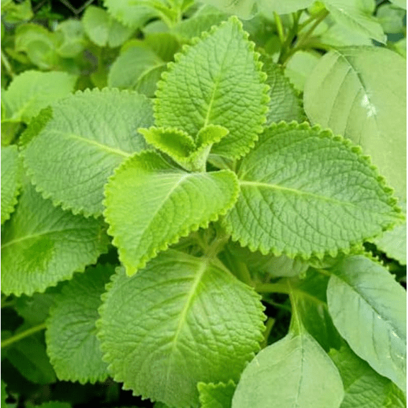 Pack 2 Cuban Oregano Plants Mexican Mint Spanish Thyme Well Rooted Starter Plant 4-6" Bareroot