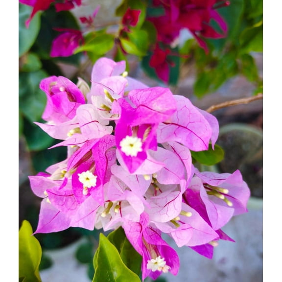 Pack 2 Double Delight Bougainvillea Tree Live Plants Paperflower Pink White Bougainvillea Vine 4-6 Inch Tall