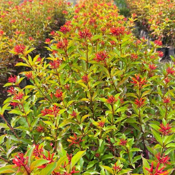 Pack 2 Dwarf Hamelia Patens Plants Dwarf Mexican Firebush Seedlings 3-4 Inch Tall
