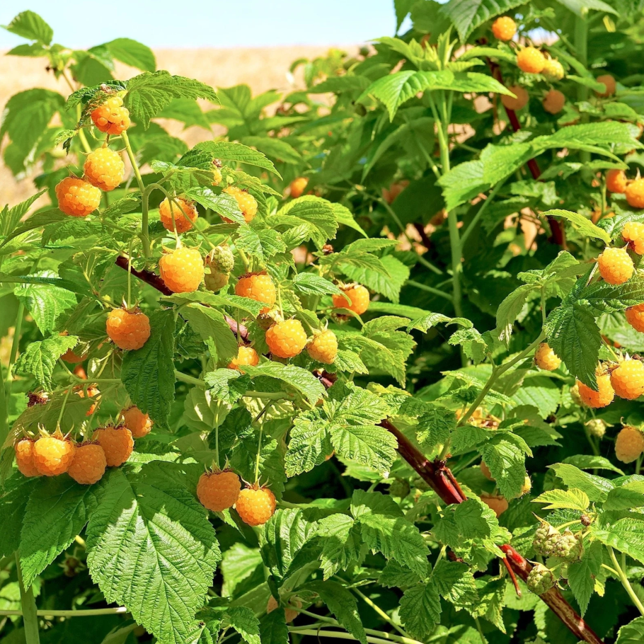 Pack 2 Fall Gold Raspberry Plants Yellow Raspberries Bushes Sweet Berry ...