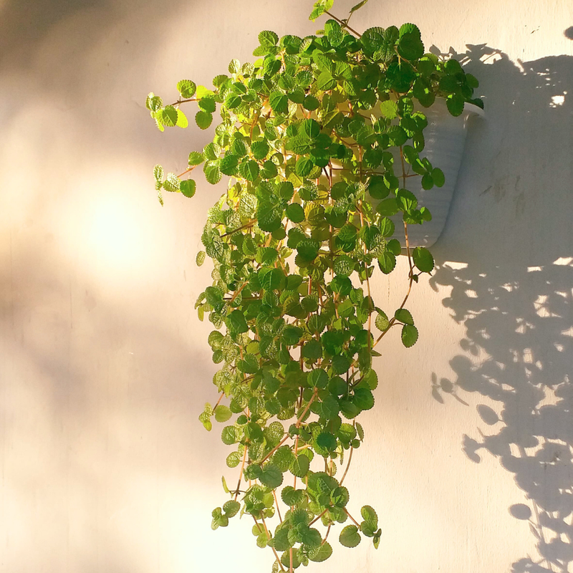 English Ivy | Groundcover | Vines & Climbers – Great Garden Plants