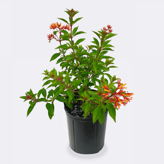Pack of 2 Hamelia Mexican Firebush Live Starter Plants for Planting, Hamelia Patens Hummingbird Bush, Firecracker Shrub, 4 to 8 Inch Tall, No Ship Pot