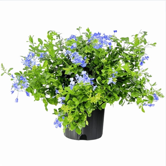 Pack of 2 Imperial Blue Plumbago Auriculata Live Starter Plants, Plumbago Auriculata, Cape Leadwort, Long-Blooming Sky-Blue Flowers, 4 to 6 Inch Tall, No Ship Pot