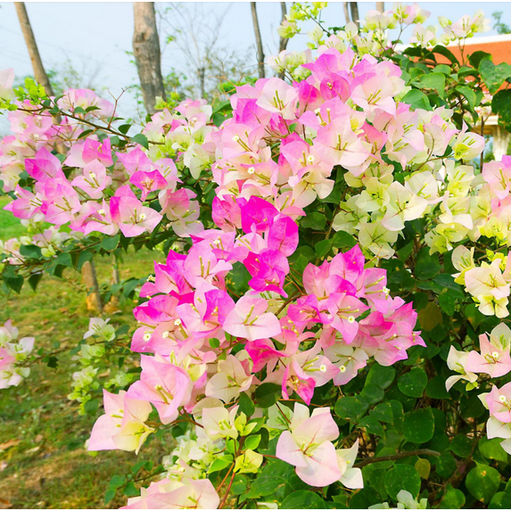 Pack 2 Imperial Thai Delight Bougainvillea Tree Live Plants Paperflower Bicolor Bougainvillea Vine 4-6 Inch Tall