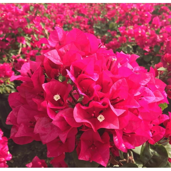 Pack 2 Juanita Hatten Bougainvillea Tree Live Plants Paperflower Fuchsia Red Bougainvillea Vine 4-6 Inch Tall