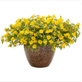 thumbnail image 1 of Pack of 2 Jumbo Yellow Portulaca Live Starter Plants for Planting, Portulaca Grandiflora, Yellow Portulaca Plant for Your Gardening, 4-9 Inch Tall, No Ship Pot, 1 of 8
