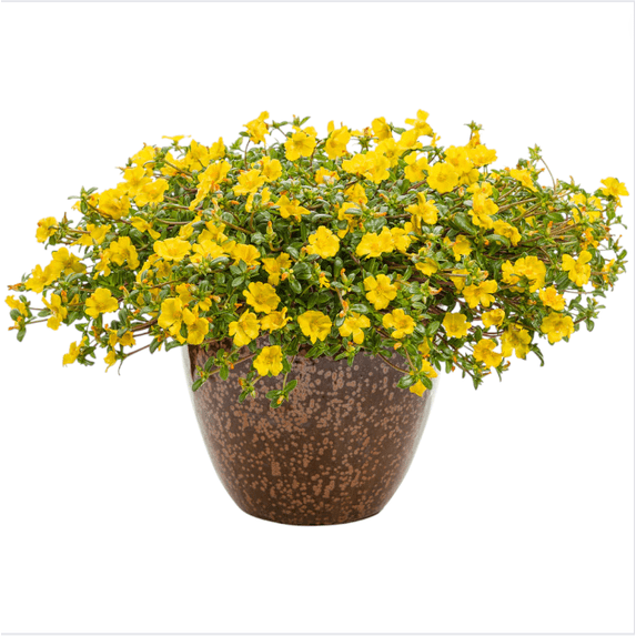Pack of 2 Jumbo Yellow Portulaca Live Starter Plants for Planting, Portulaca Grandiflora, Yellow Portulaca Plant for Your Gardening, 4-9 Inch Tall, No Ship Pot
